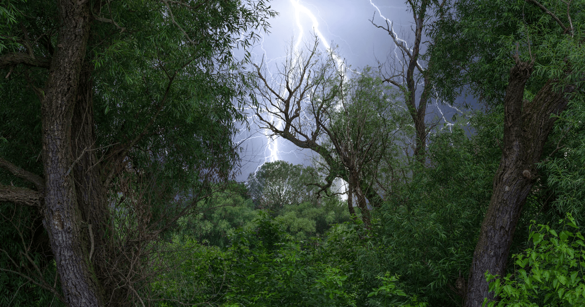 Mobile AL Tree Care Emergency Storm Damage Services - emergency water removal