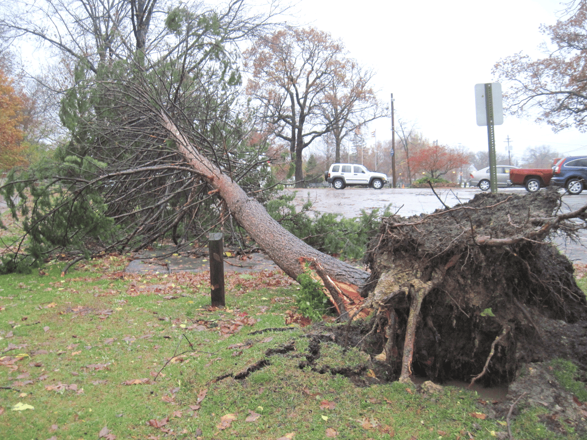Mobile AL Tree Care Emergency Storm Damage Services - wind damage repair