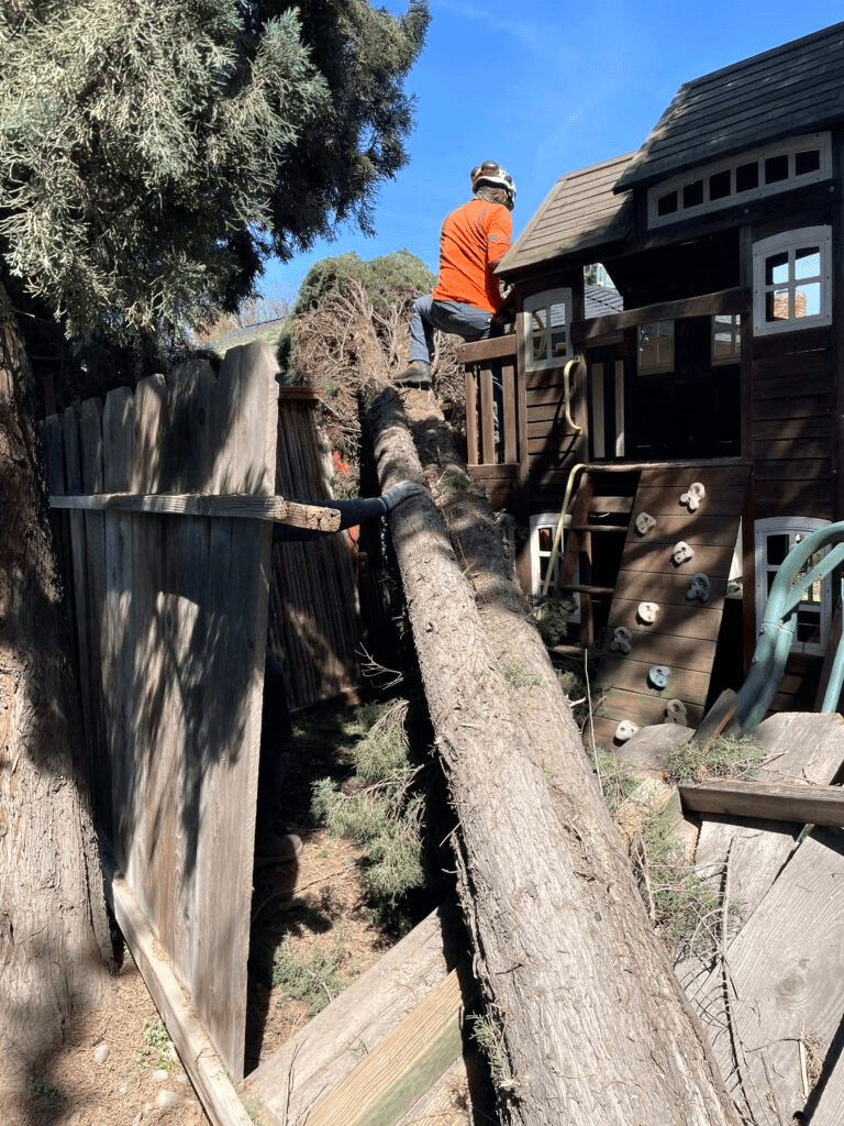 Mobile AL Tree Care Emergency Tree Services - damaged tree assessment