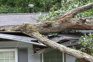 Mobile AL Tree Care Emergency Tree Services - fallen tree removal