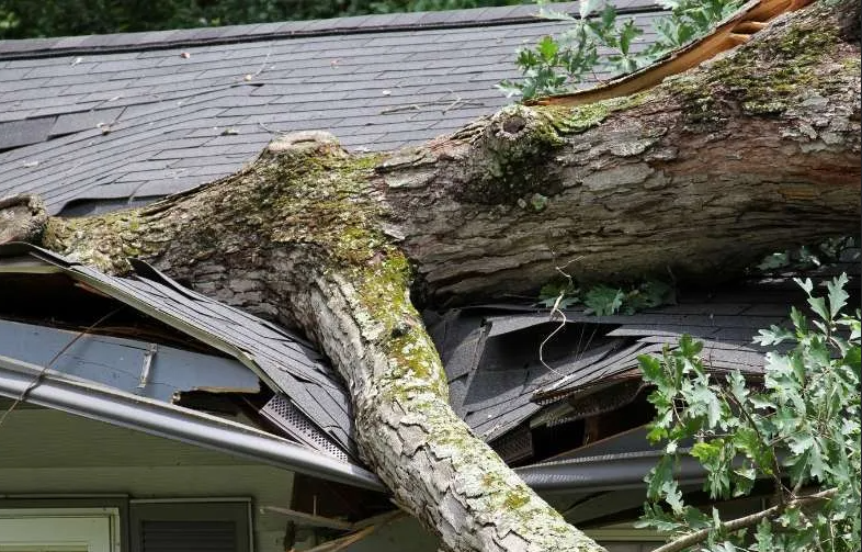 Mobile AL Tree Care Emergency Tree Services - storm cleanup and tree debris removal
