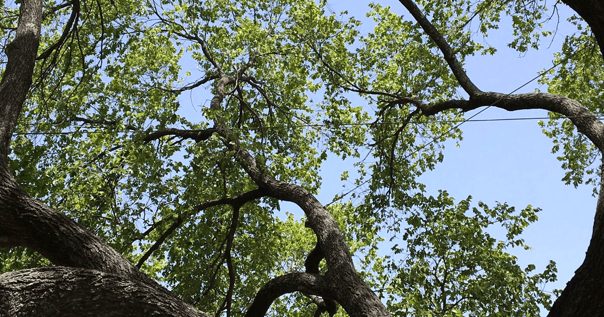 Mobile AL Tree Care Emergency Tree Services - urgent tree care and tree stabilization