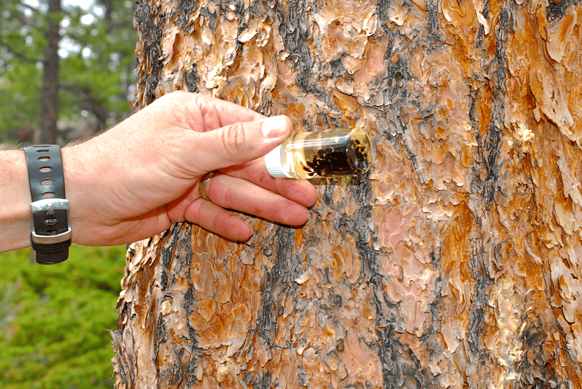 Mobile AL Tree Care Invasive Species Management - alien species eradication