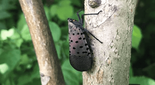 Mobile AL Tree Care Invasive Species Management - aquatic invasive plants management