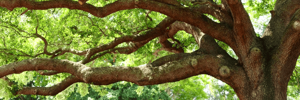 Mobile AL Tree Care tree contractor - backyard debris removal