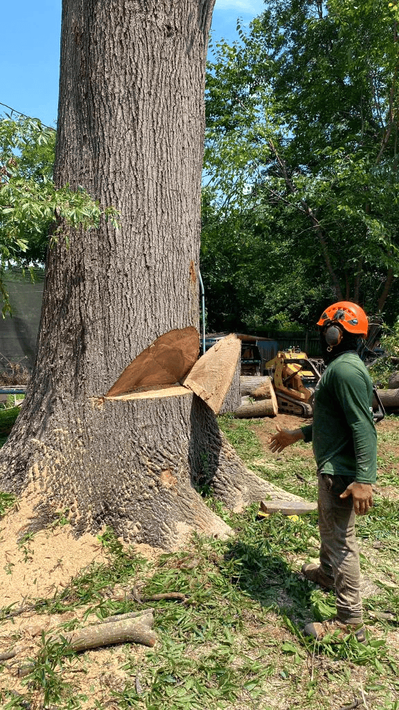 Mobile AL Tree Care tree contractor - crown support