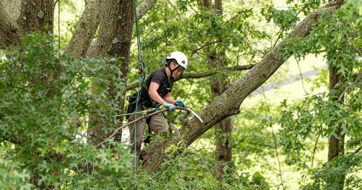 Mobile AL Tree Care tree contractor - forestry mulching