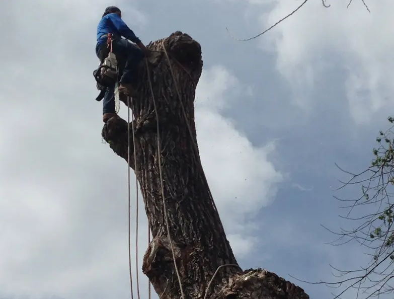 Mobile AL Tree Care tree contractor - native biodiversity protection