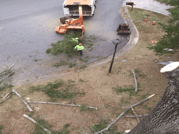 Mobile AL Tree Care tree contractor - root cleanup