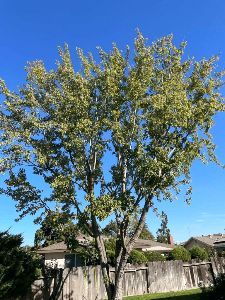 Mobile AL Tree Care tree contractor - tree branch cleanup