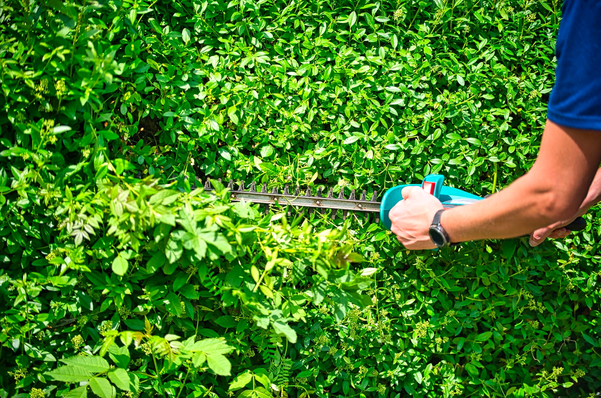 Mobile AL Tree Care tree contractor - tree stability